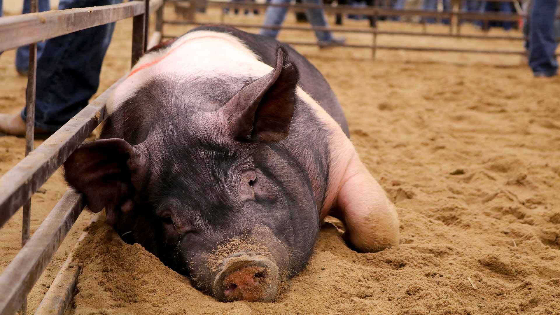 A pig sleping in a pen.