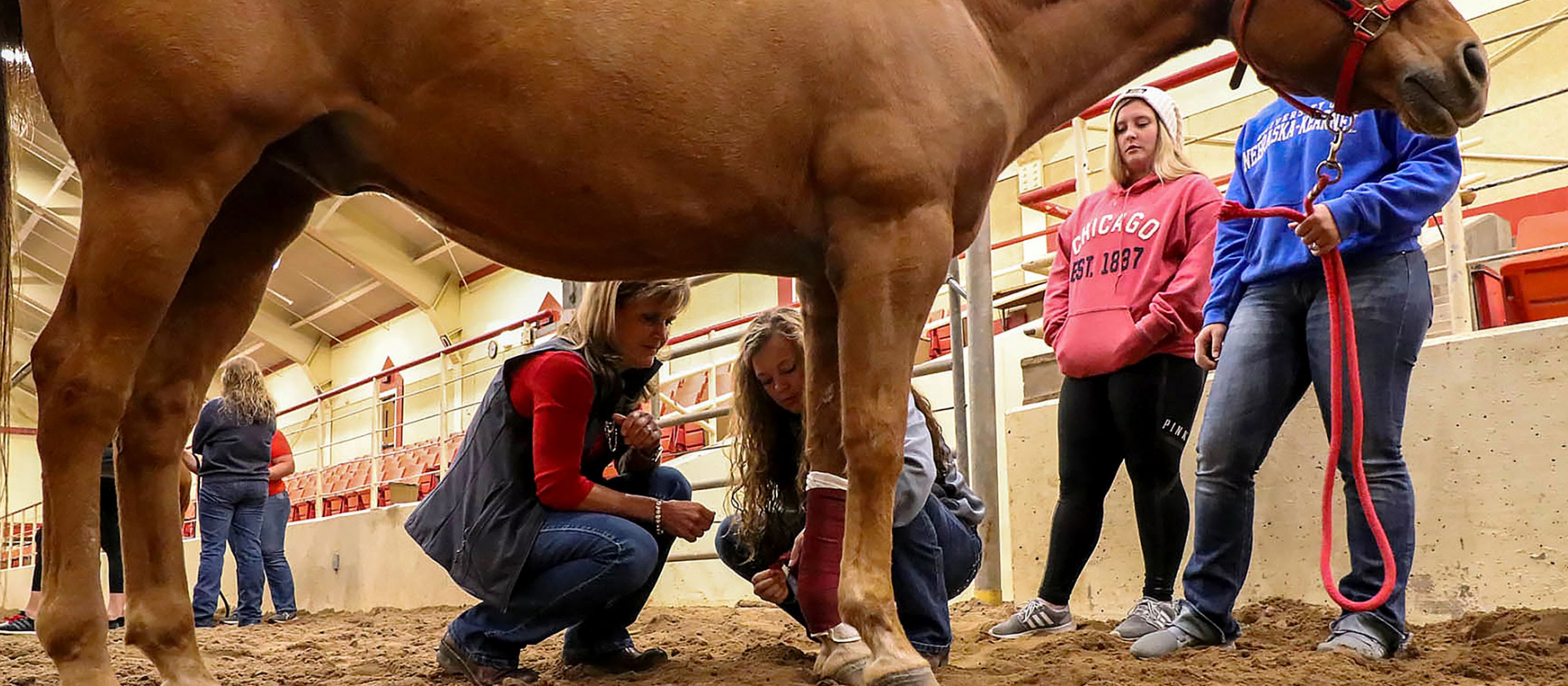 Students examining a horses hoof