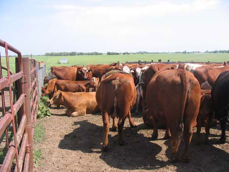 Photo MGA Cows