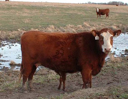 Photo of Cows at Mead