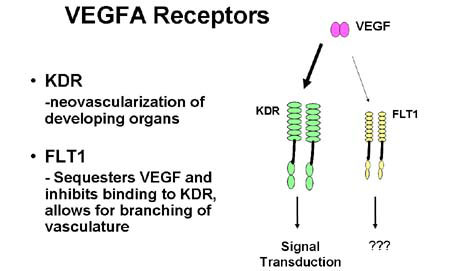 Photo VEGFA Receptors