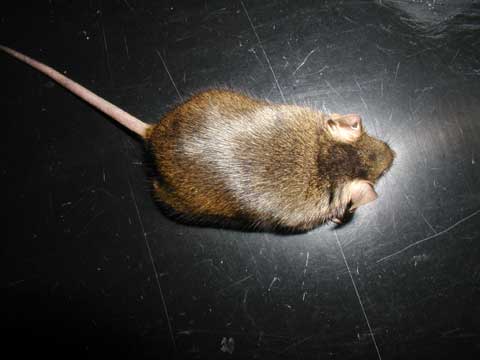 Picture of a Mouse