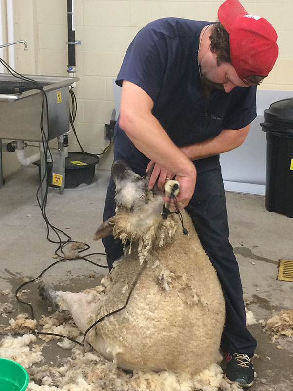 Dustin sheering sheep