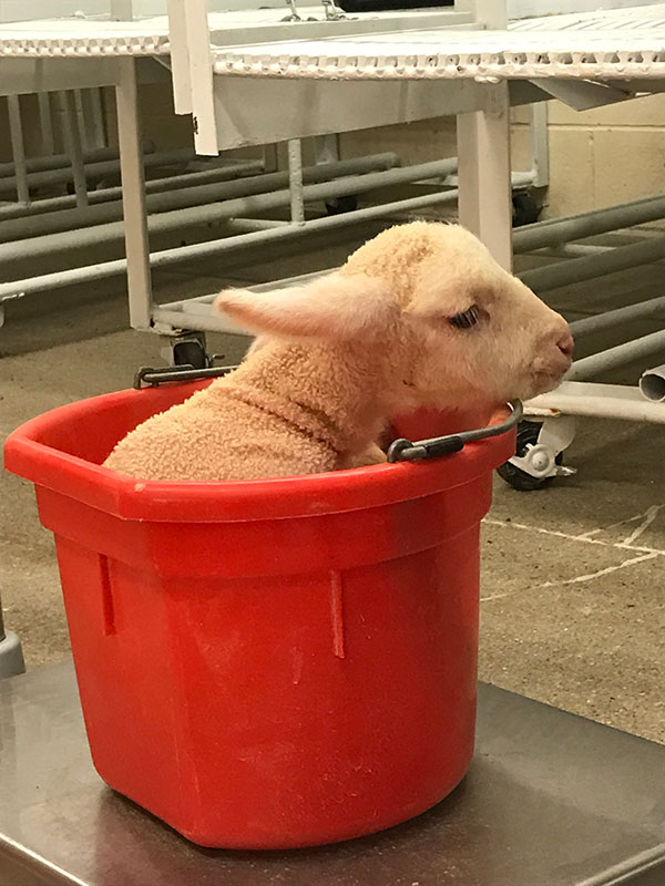 Lamb in a bucket