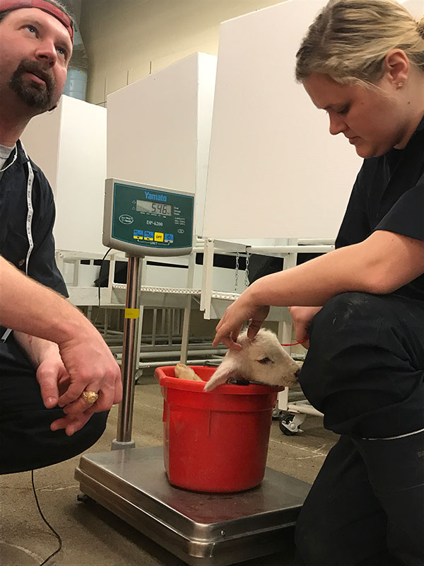 Caitlin and Dustin taking care of lamb in a bucket