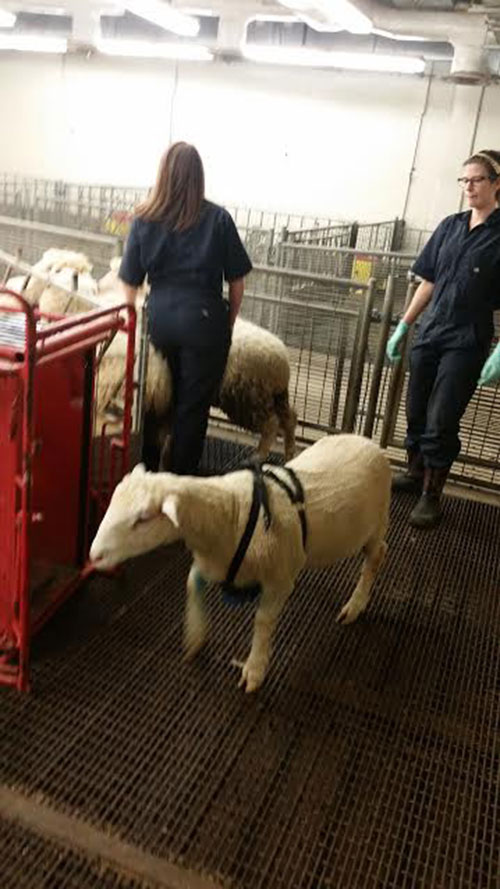 Even the sheep get weighed