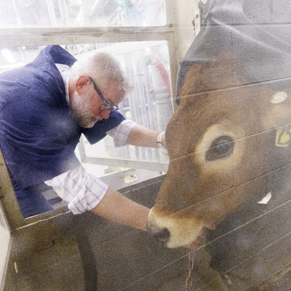 Paul Kononoff, professor of animal science, hooks up Lila, a 10-month-old jersey cow, in a portable booth, where her breath will be measured and sampled to determine the amount of methane produced by the animal. 