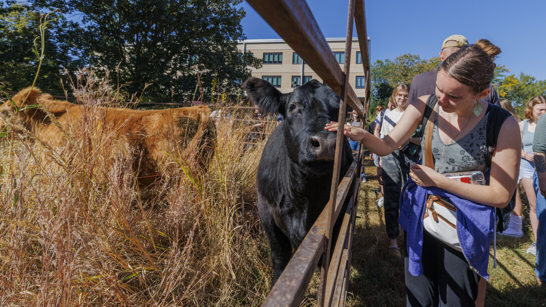 Sarah Kelly, a junior plant biology major, pets the nose of a cow grazing on the tall grass prairie plot outside of Hardin Hall. Four head of cattle were brought in for a live grazing demonstration.