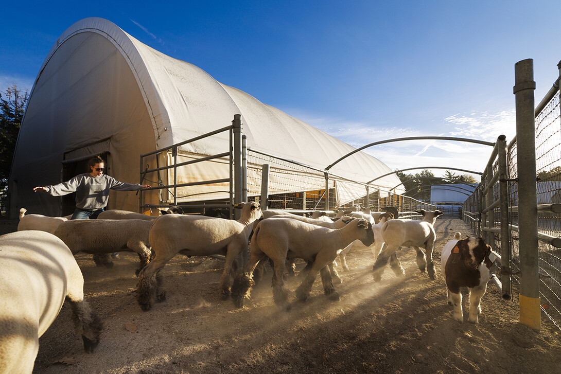 Breanna Gilmore directs sheep and goats to an outside corral next to the Animal Science building so their indoor pens can be cleaned and feed distributed. Three student workers live in an apartment in the Animal Science Complex.