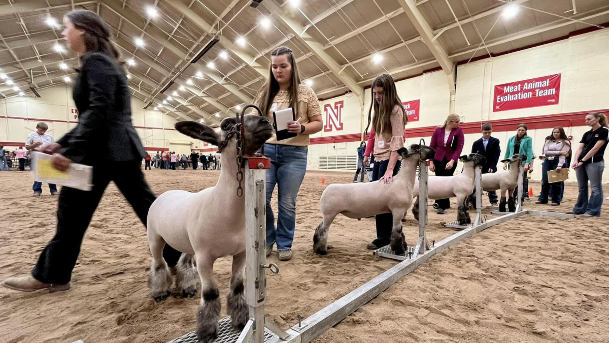 4-H members participate in the state 4-H livestock judging contest during the 2023 Premier Animal Science Event.