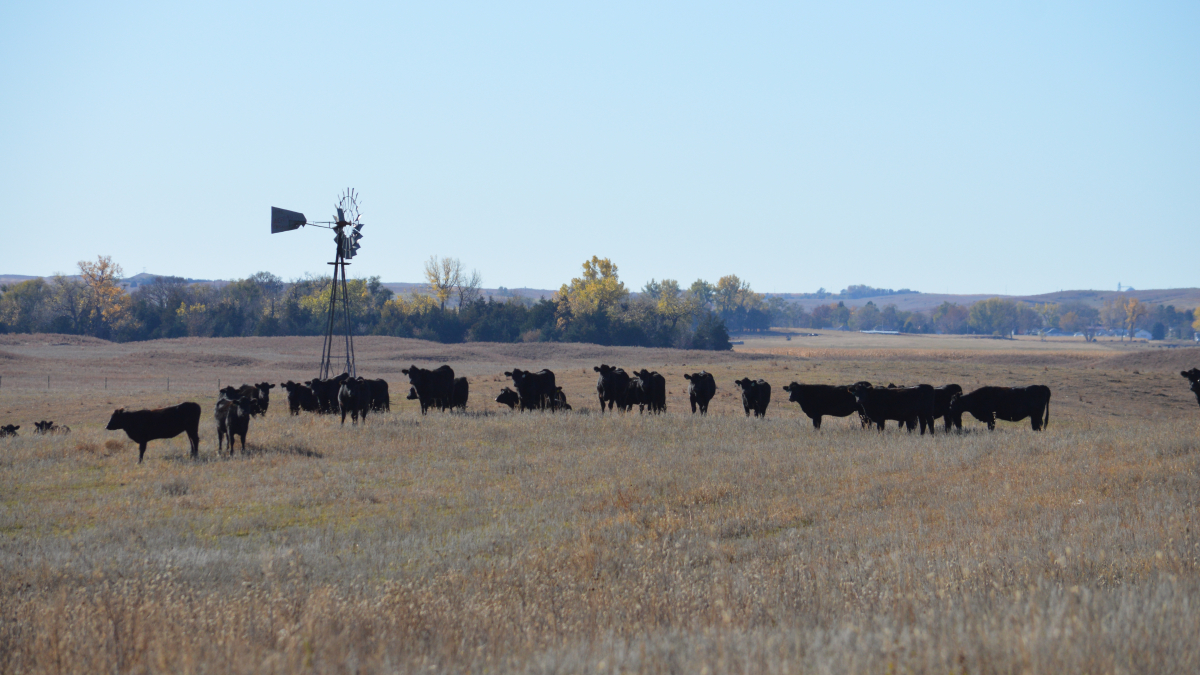 Amid historic lows in the nation's cowherd, Nebraska and South Dakota State University are spearheading the Great Plains Heifer Development Program, to help beef producers optimize heifer development and reproductive efficiency at the Haskell Beef Lab near Concord, Neb. Photo by Natalie Jones