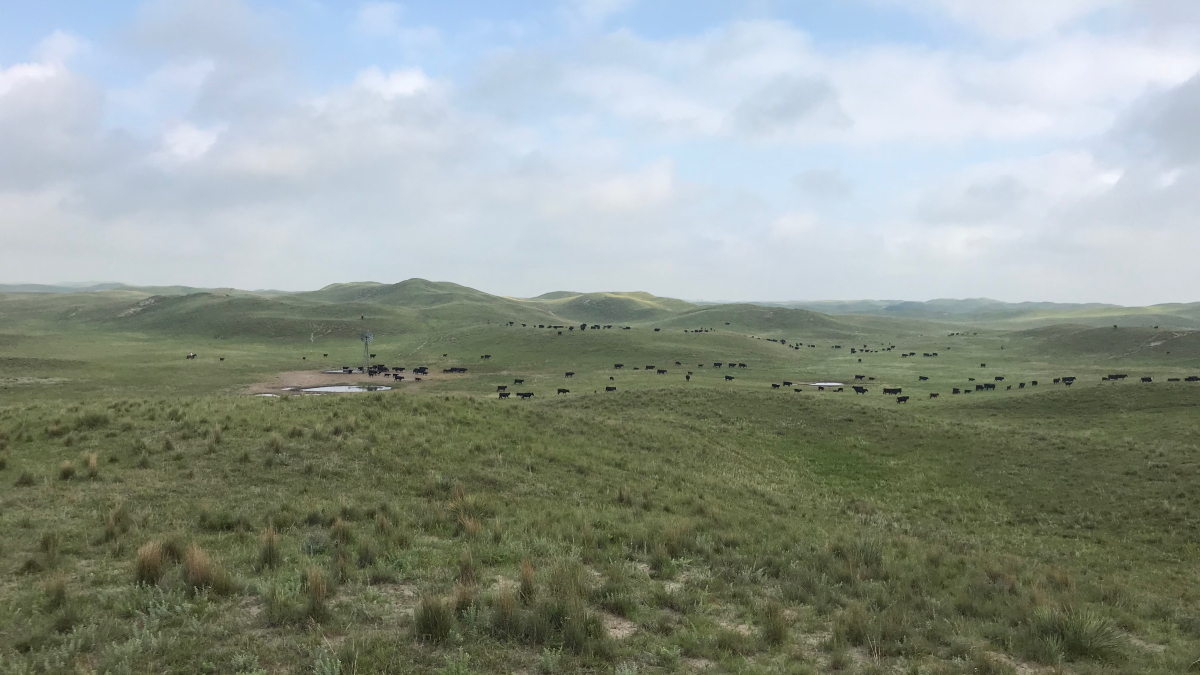 Cattle grazing summer range on the Diamond Bar Ranch. Photo by Natalie Jones | IANR Communications. 