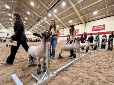 Participants judge lambs at 2023 Premier Animal Science Event (PASE)