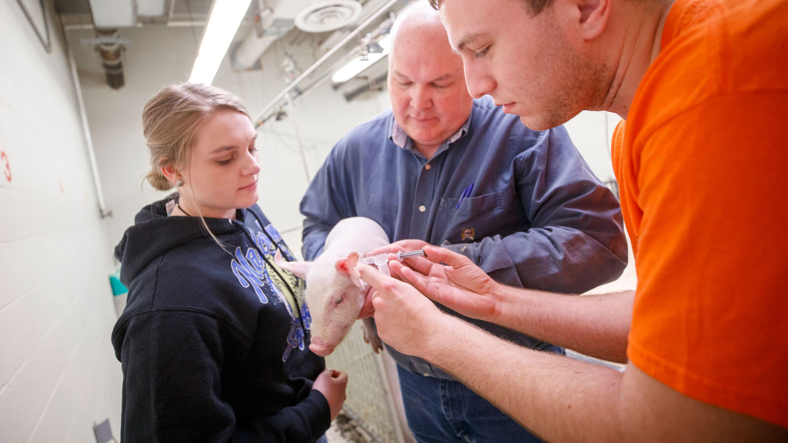 students and faculty examining a pig