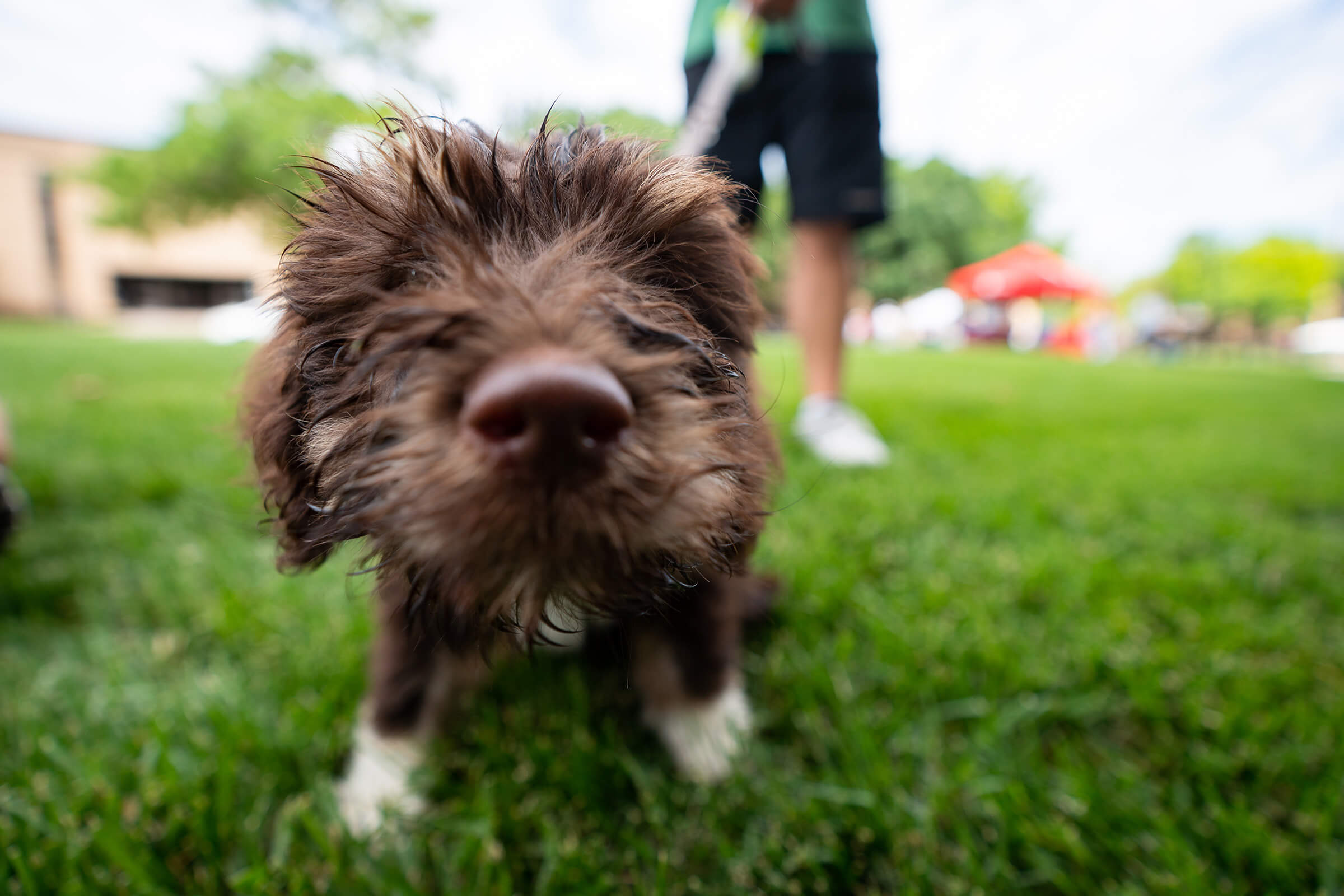 Close up of dogs face while owner holds leash behind them