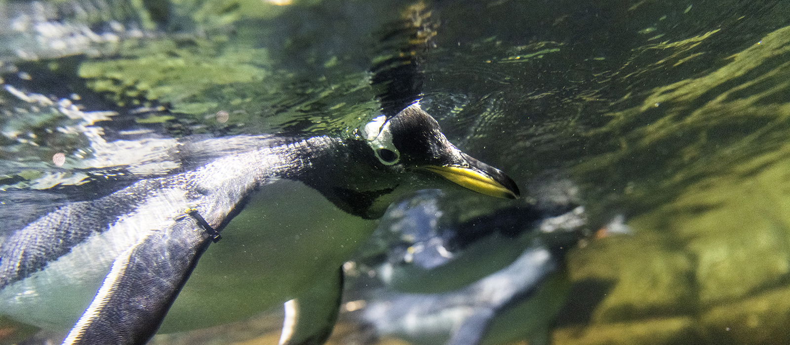 a penguin swimming in water