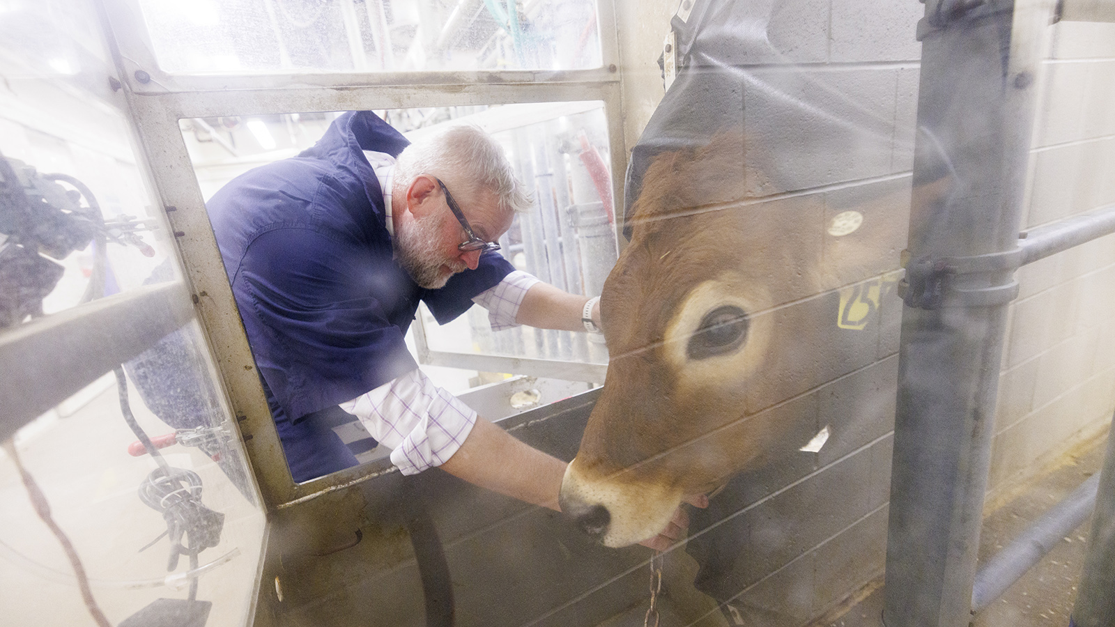 Paul Kononoff, Professor of Animal Science, hooks up Lila, a 10-month-old jersey cow, in the portable booth, where her breath will be measured and sampled to determine the amount of methane produced by the animal. To measure the gas, a cow is surrounded by a phone-booth like structure where the cow eats and drinks as the air is collected and sampled.