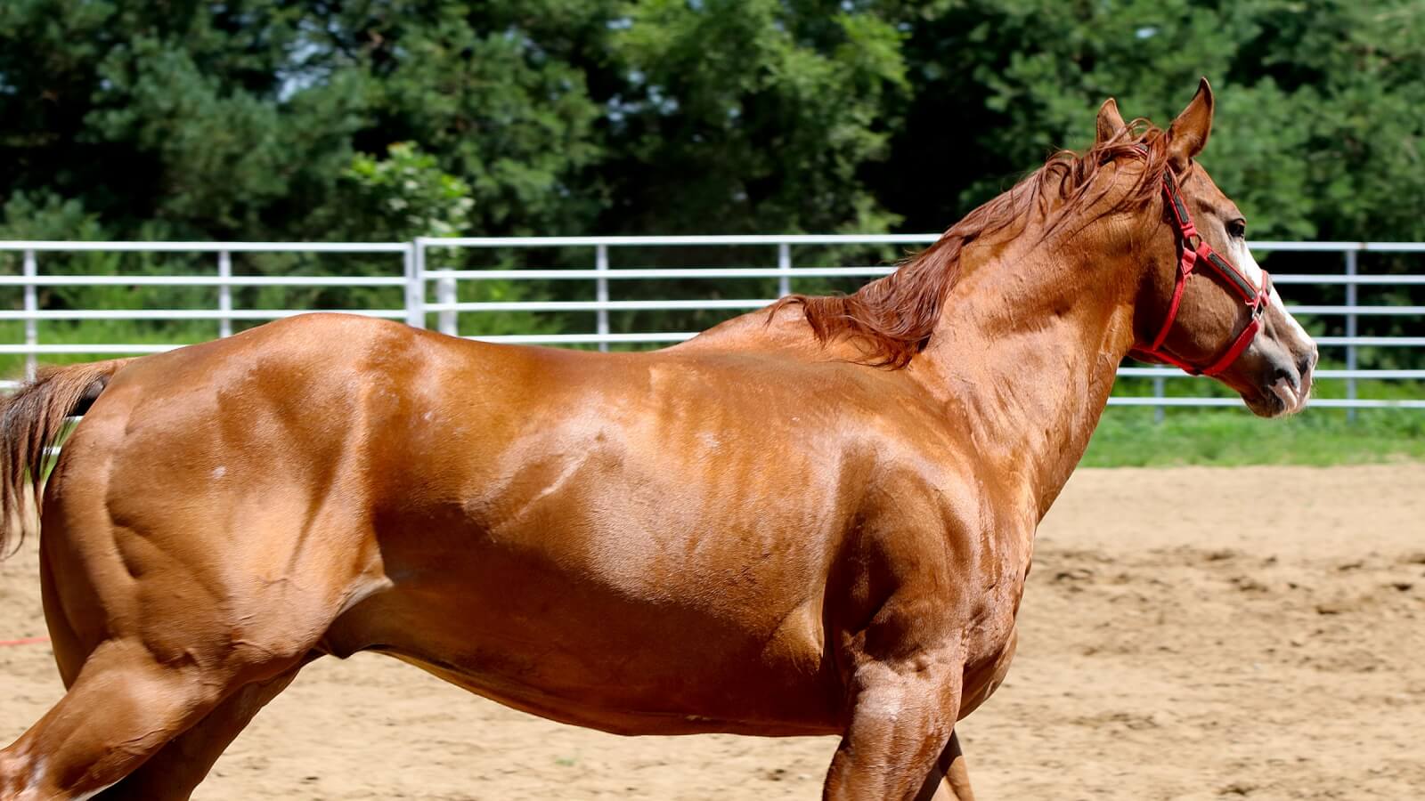 horse loping in an arena