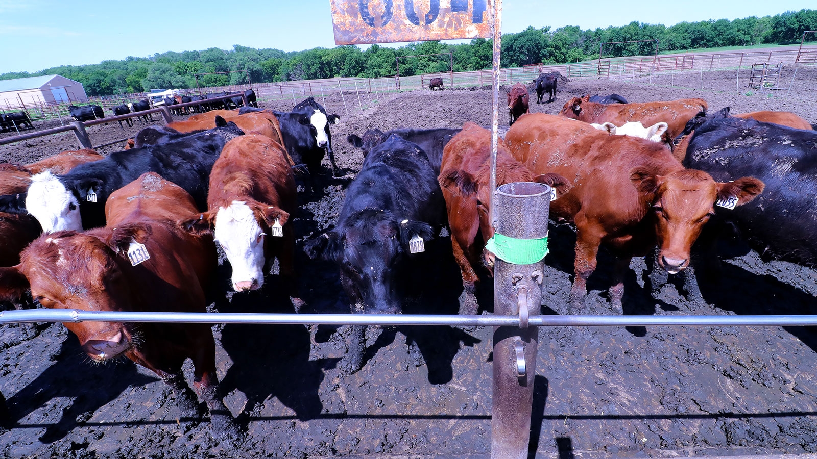 beef cattle in a feeedlot