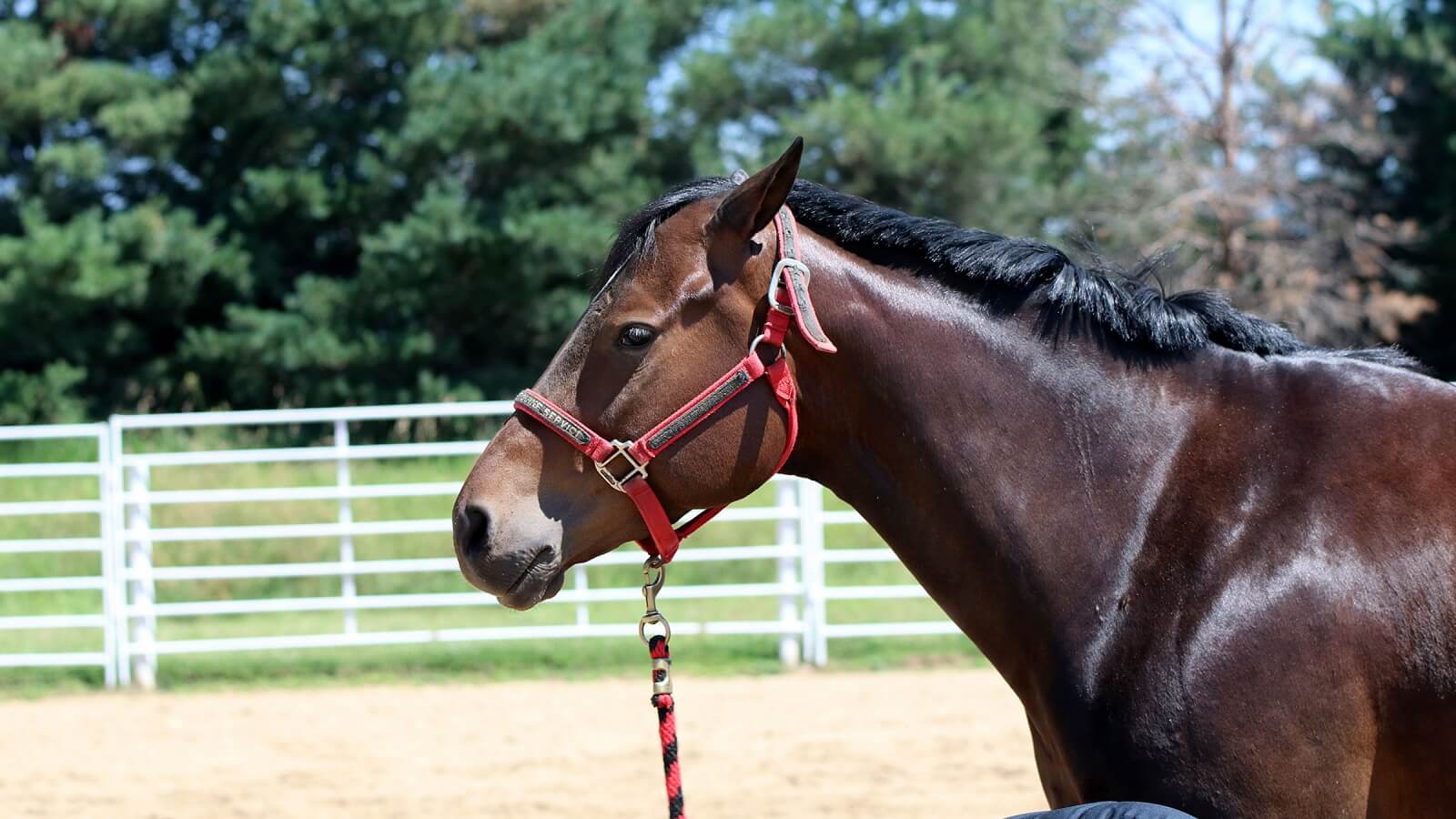 a horse in an arena