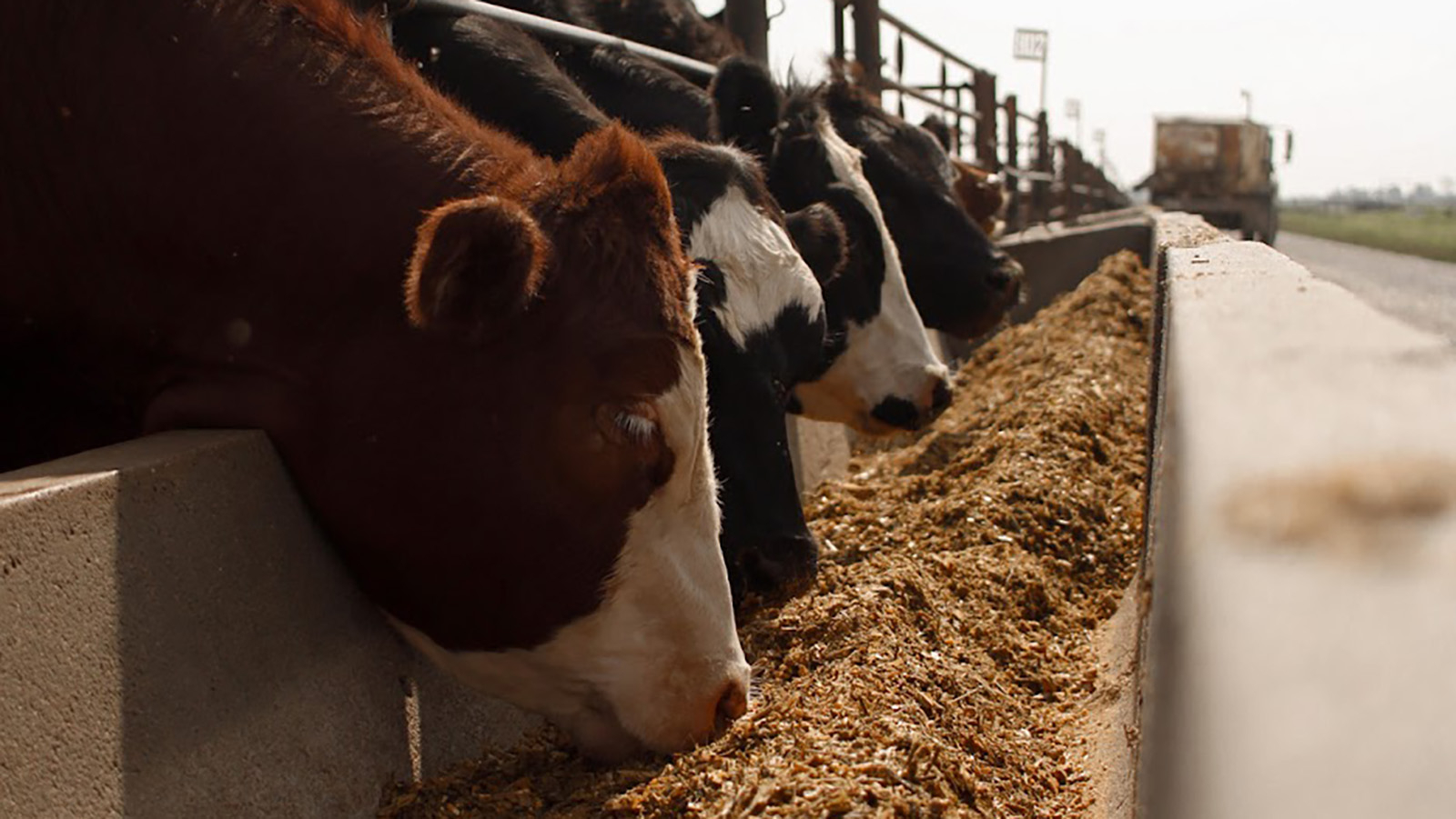 cattle eating out of a feedbunk