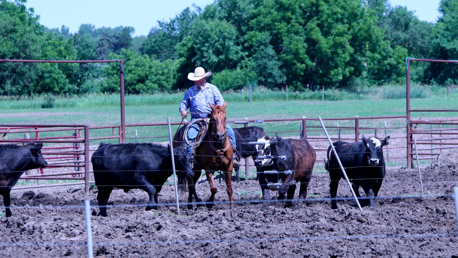 penrider on horseback with cattle in a pen