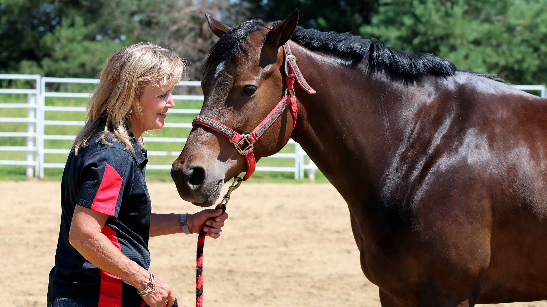 horse being led by a trainer