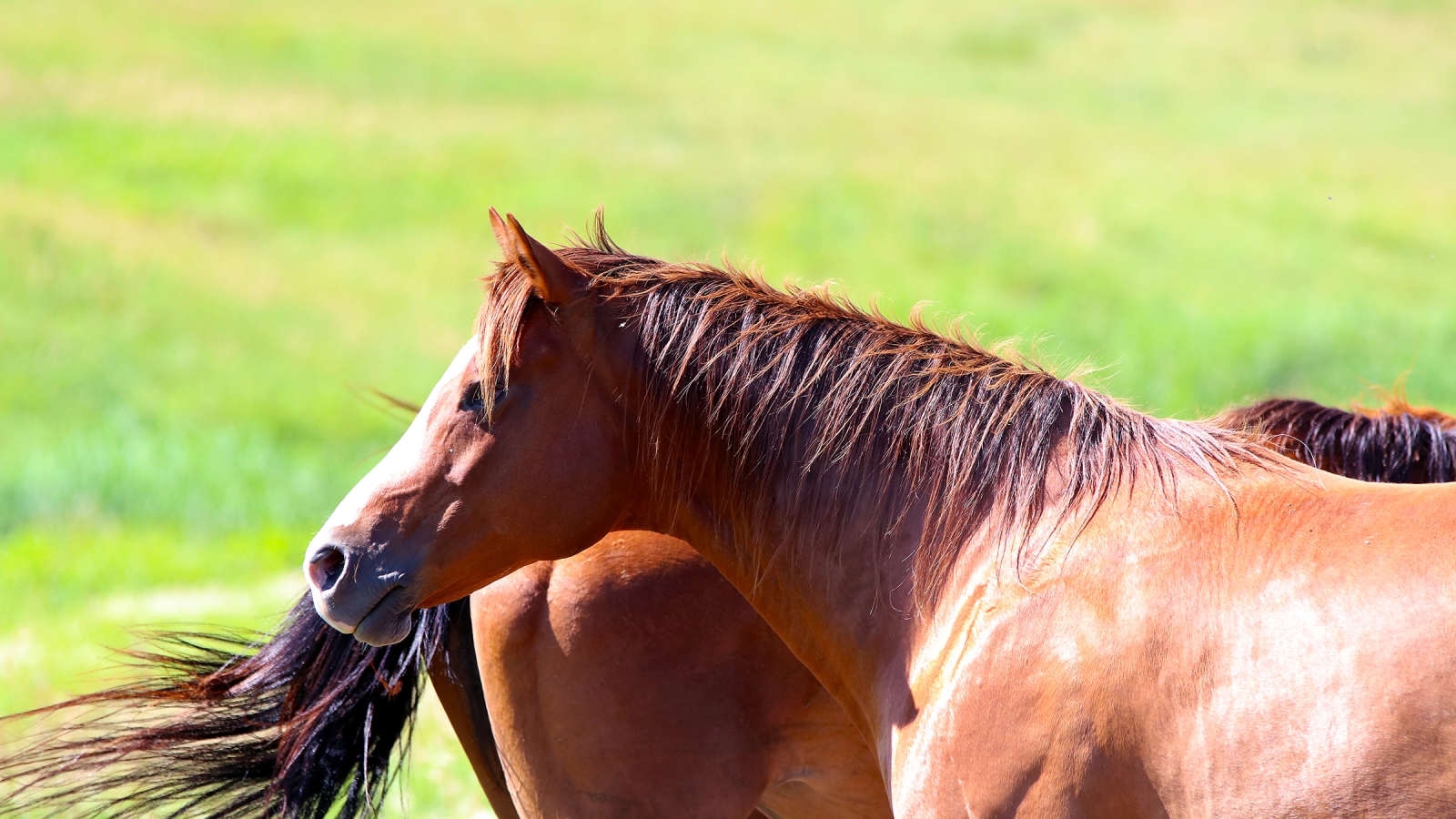 horses in a pasture