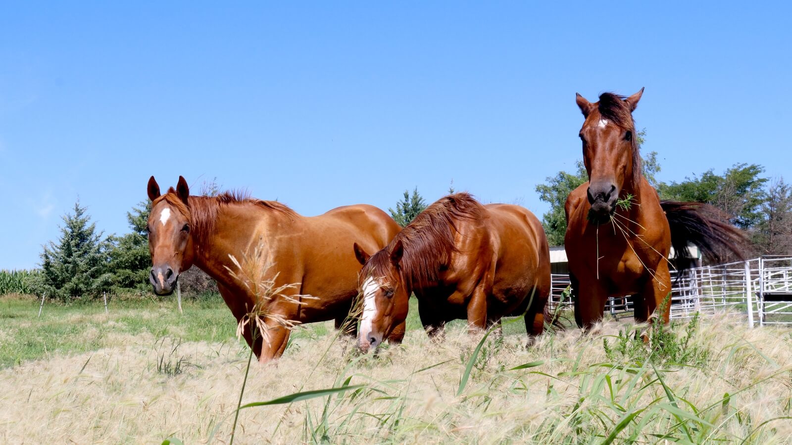 horses in a pasture