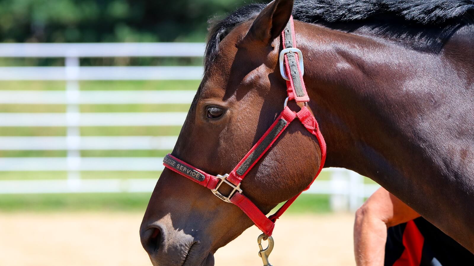 a close-up of a horse in an arena