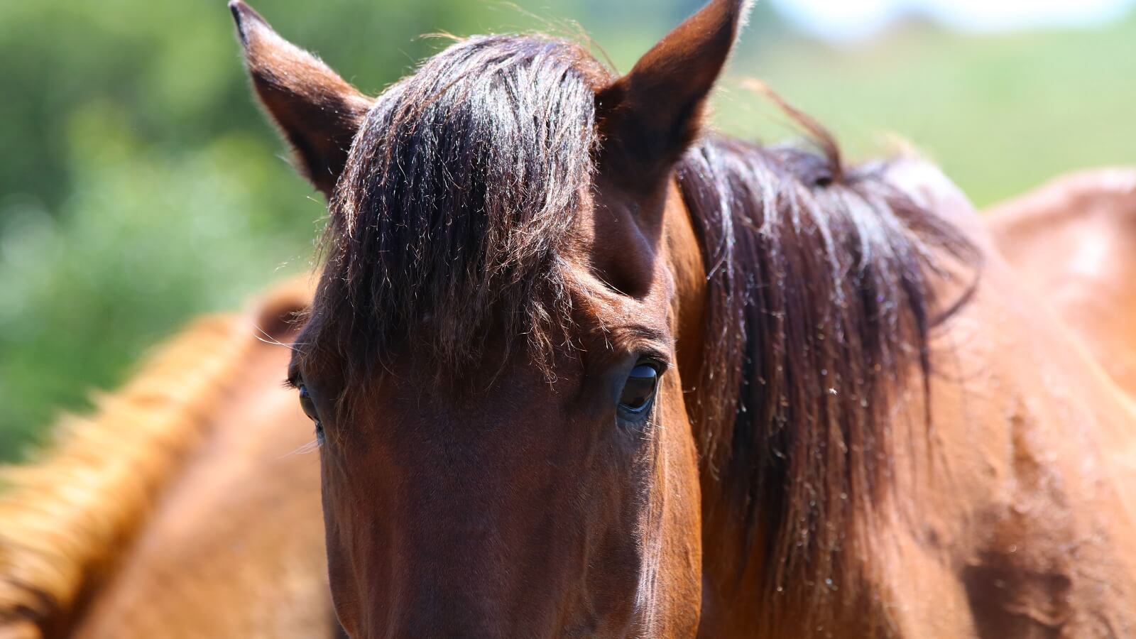 a close up of a horses head