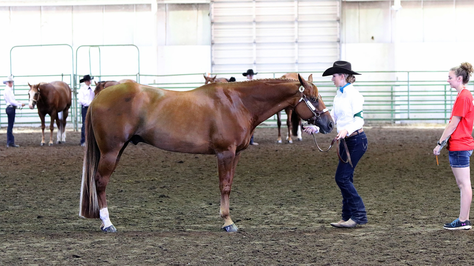 a competitor at a horse show