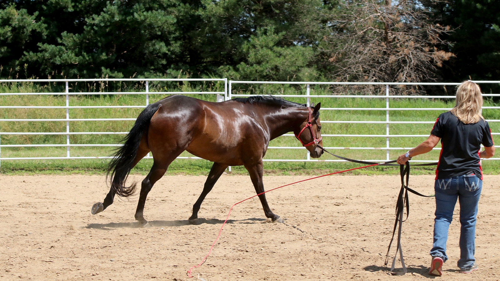 horse loping circles in an arena