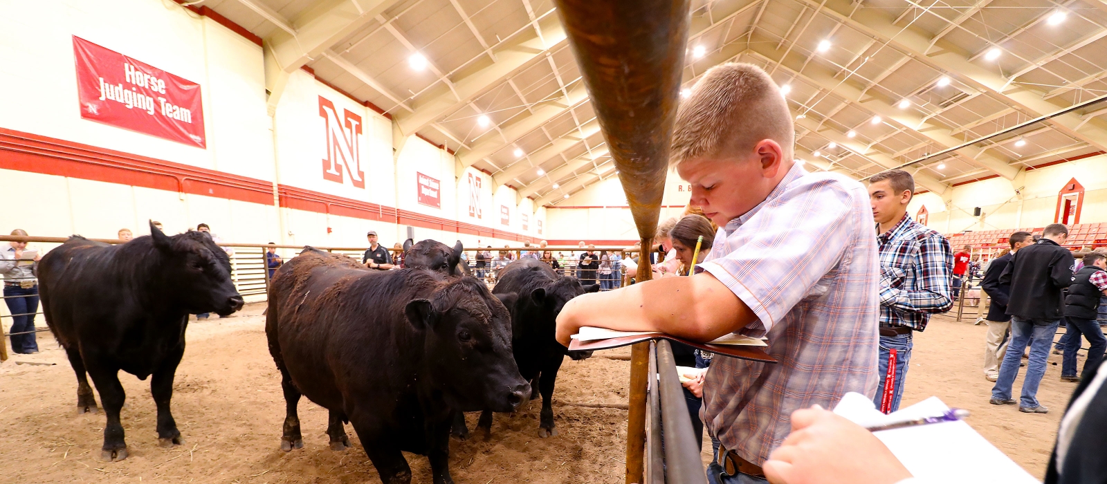 youth judging beef cattle