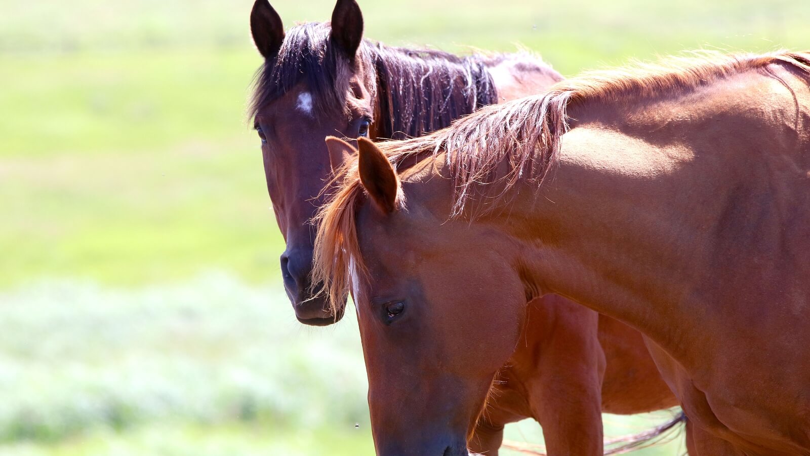 two horses in a pasture