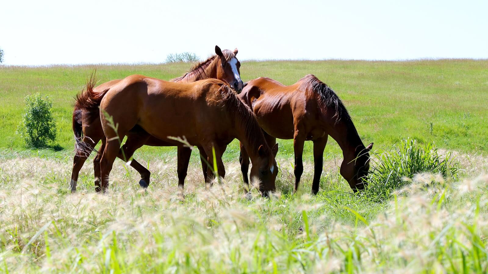 three horses in a pasture