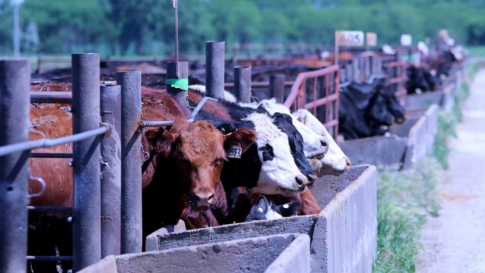 Cattle Eating at a Feedlot