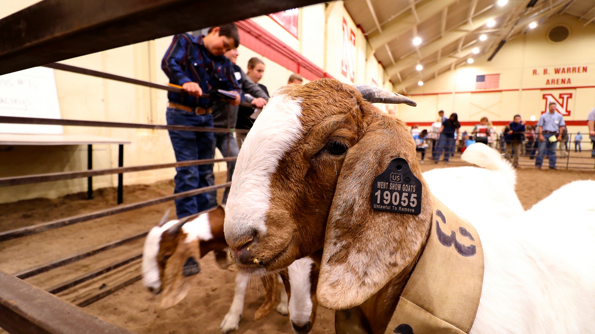 goats at a judging competition