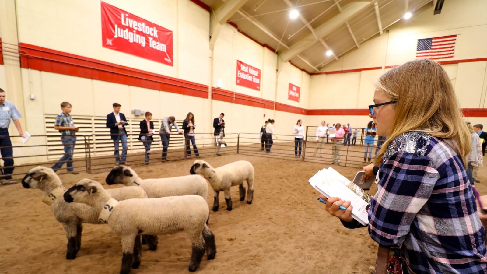 youth judging livestock