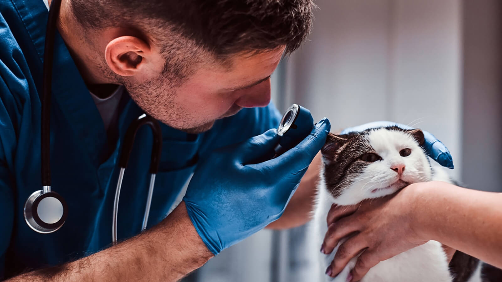 doctor examining the ear of a cat