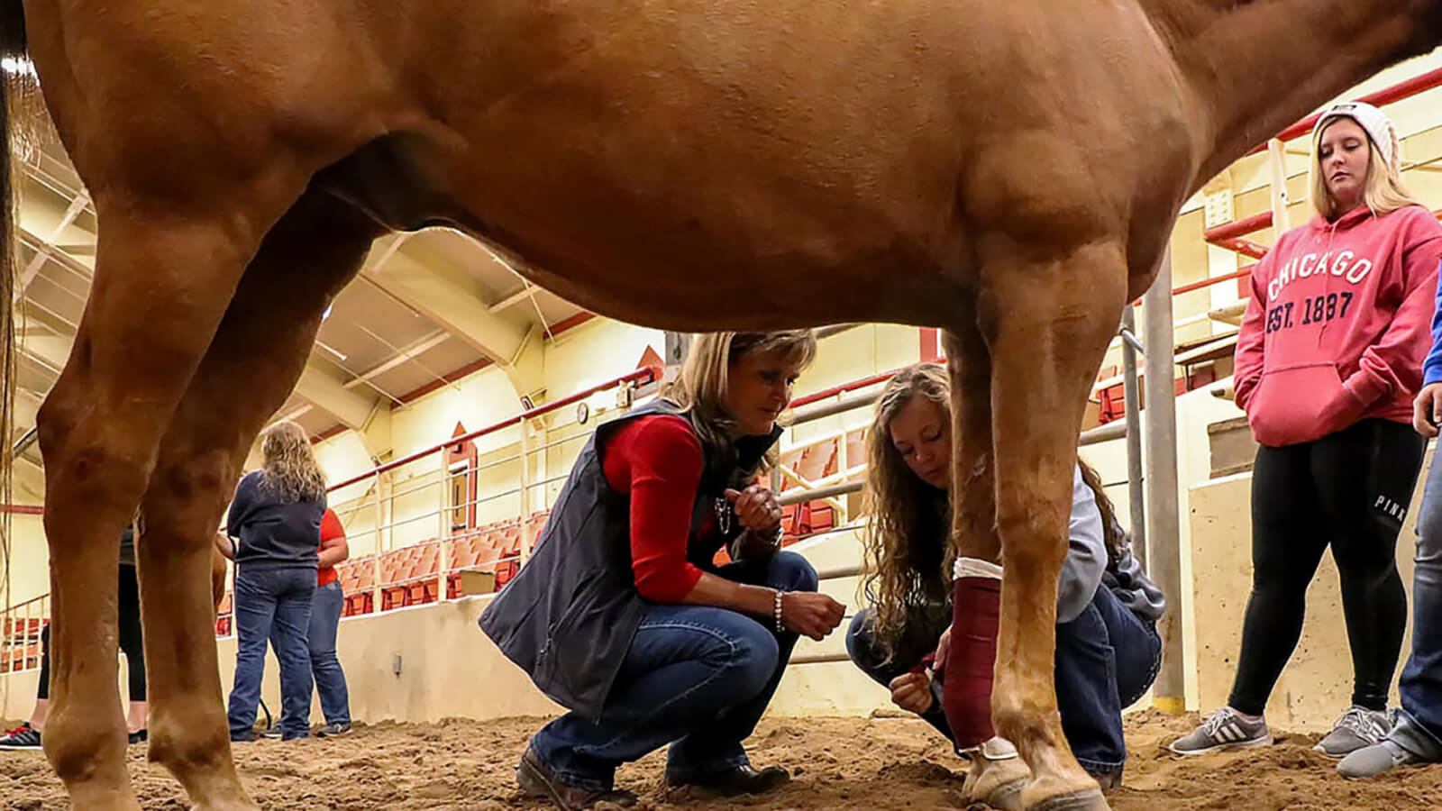 students and faculty inspecting the leg of a horse