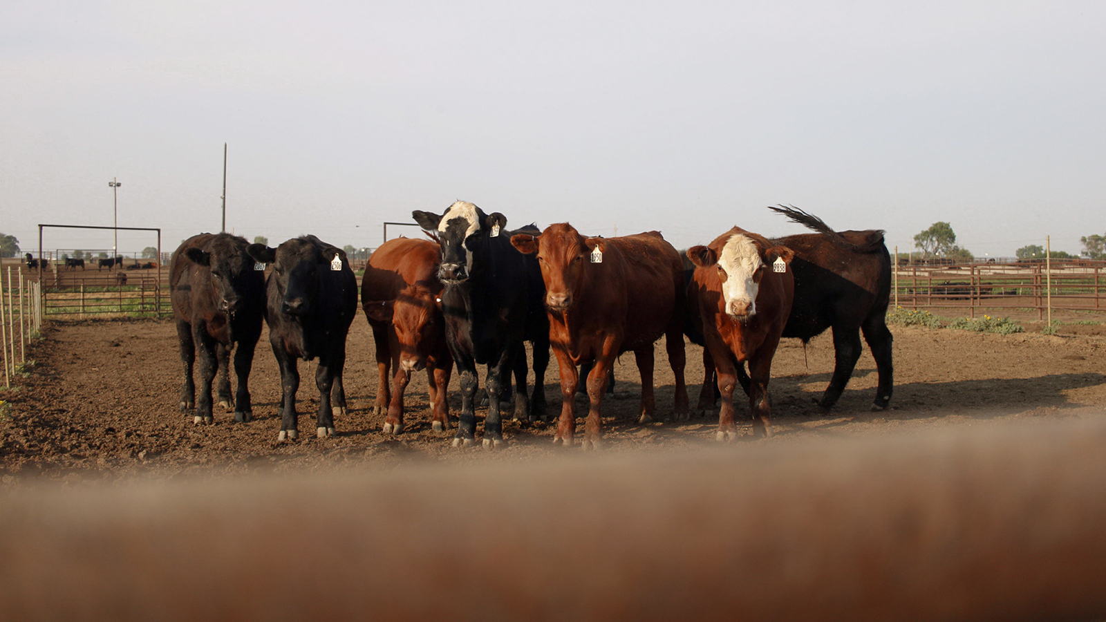 cattle in a feedlot