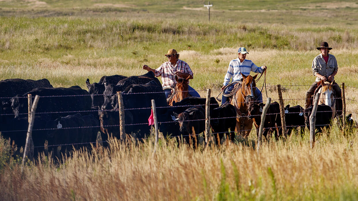 group of ranchers herding cattle