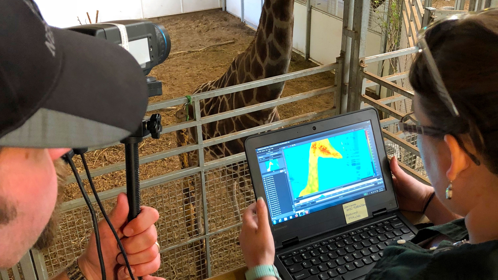 researchers looking at giraffe with a thermal camera