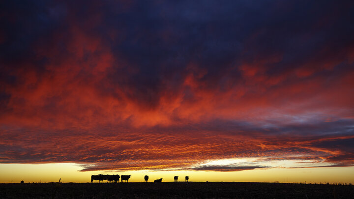 The University of Nebraska–Lincoln’s history in beef production systems is marked with over 100 years of excellence within the department of animal science, and the journey to enhance and continue to build resilient beef systems in the state is far from over.