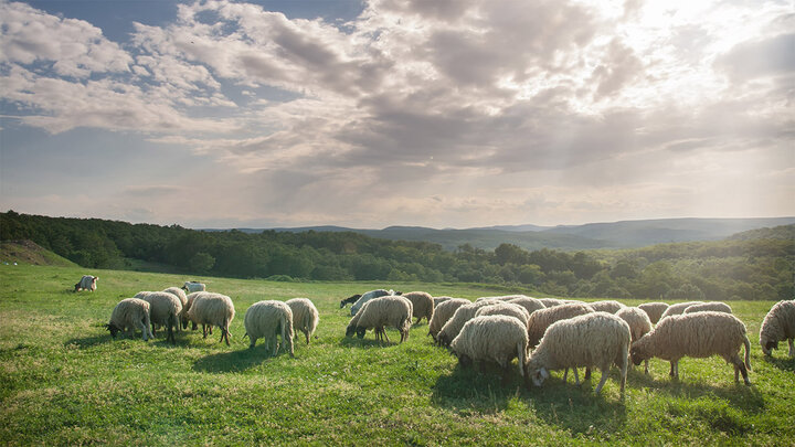 Sheep grazing in a field