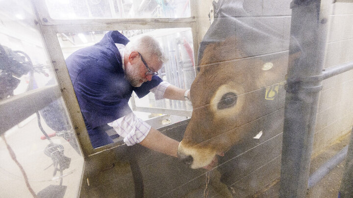 Paul Kononoff, professor of animal science, hooks up Lila, a 10-month-old jersey cow, in a portable booth, where her breath will be measured and sampled to determine the amount of methane produced by the animal. 