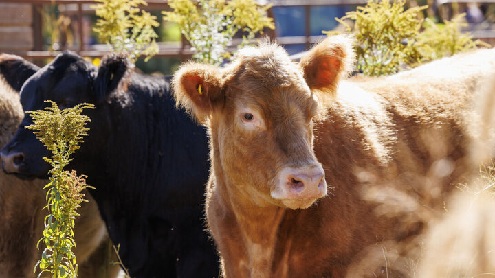 cattle in a tallgrass prairie