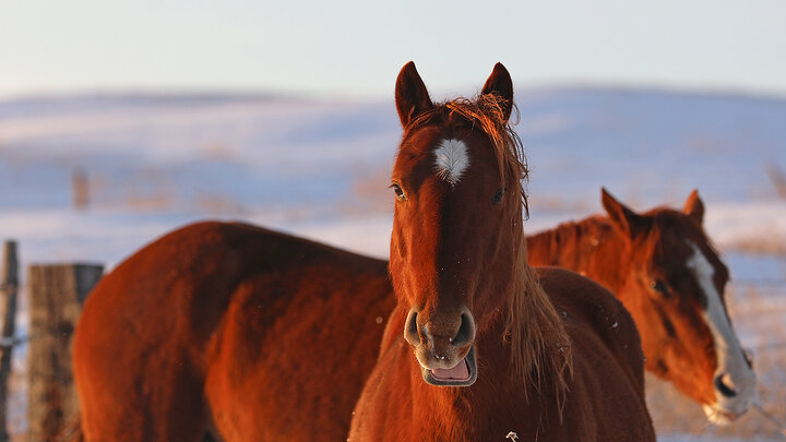 The "Horse 101" courses will cover topics such as the evolution of horses, their behavior, feeding, health and much more.