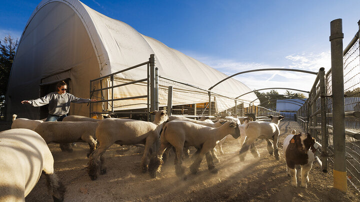 Breanna Gilmore directs sheep and goats to an outside corral next to the Animal Science building so their indoor pens can be cleaned and feed distributed. Three student workers live in an apartment in the Animal Science Complex.